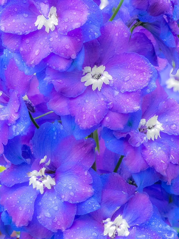 Washington State-Sammamish close up image of a blue delphinium